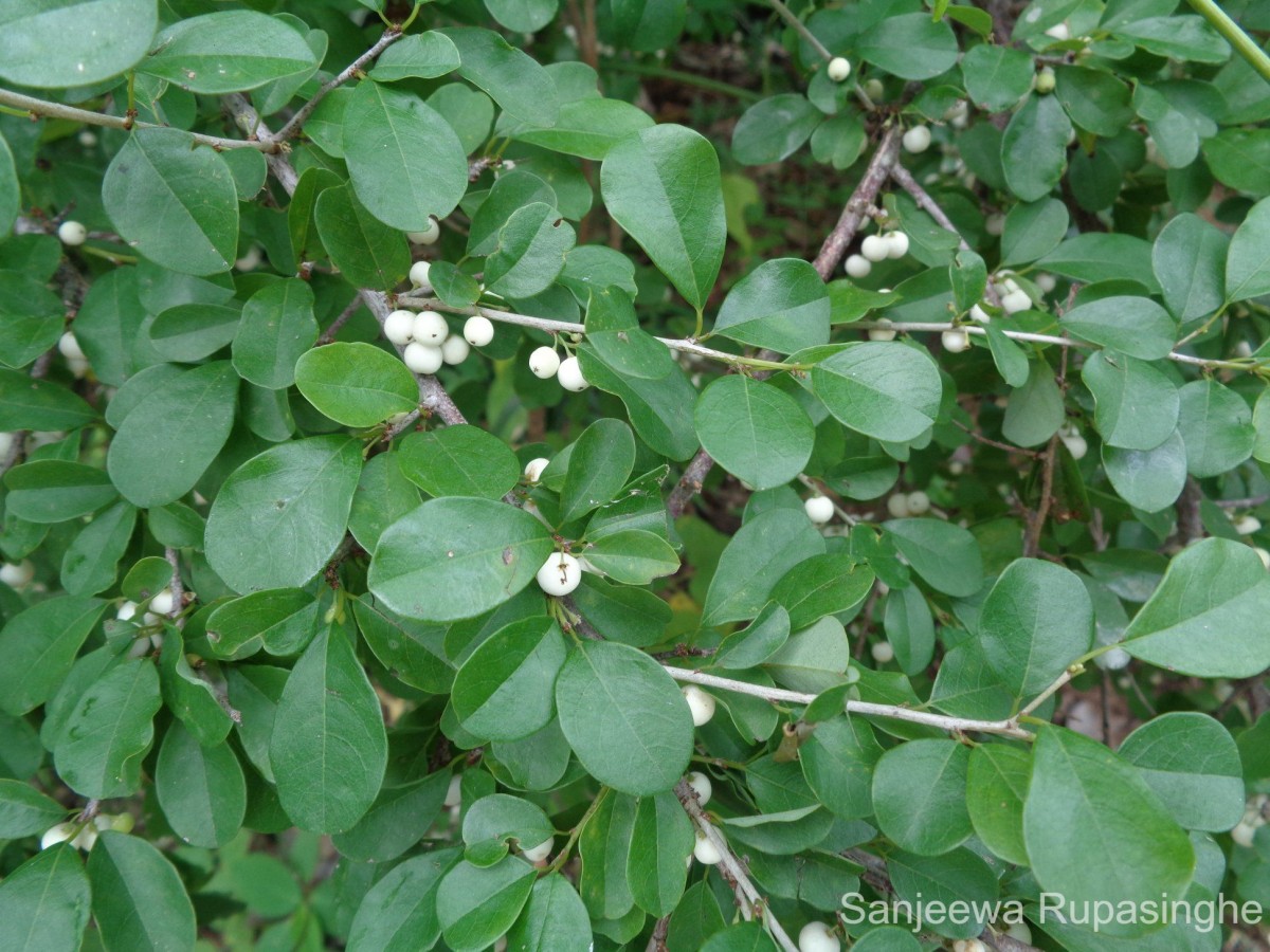 Flueggea leucopyrus Willd.